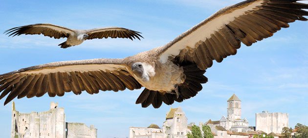 Spectacle de rapaces à Chauvigny