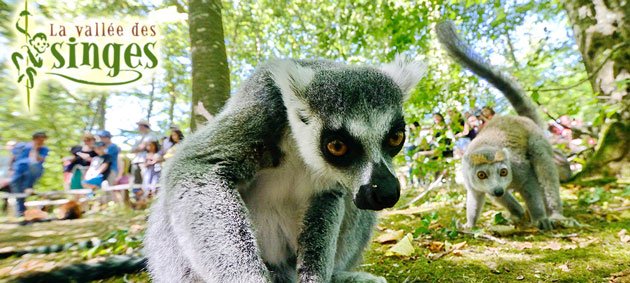 La Vallée des singes