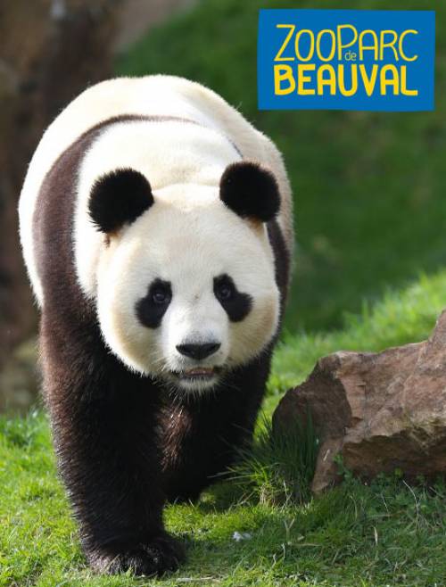 home_en_zoo_beauval