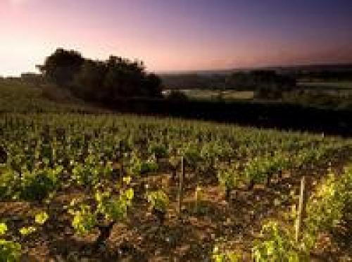 local produce vine local-produce_vine