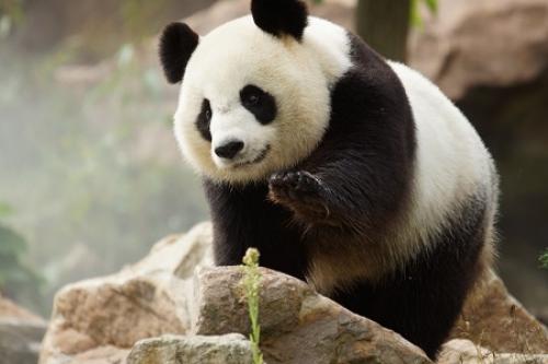 zooparc-de-beauval-es panda zooparc-de-beauval-es_panda