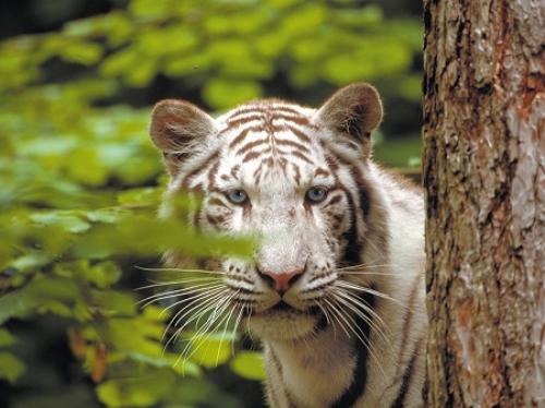 zooparc-de-beauval-es_tigre zooparc-de-beauval-es_tigre