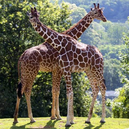 zooparc de beauval giraffe zooparc-de-beauval_giraffe
