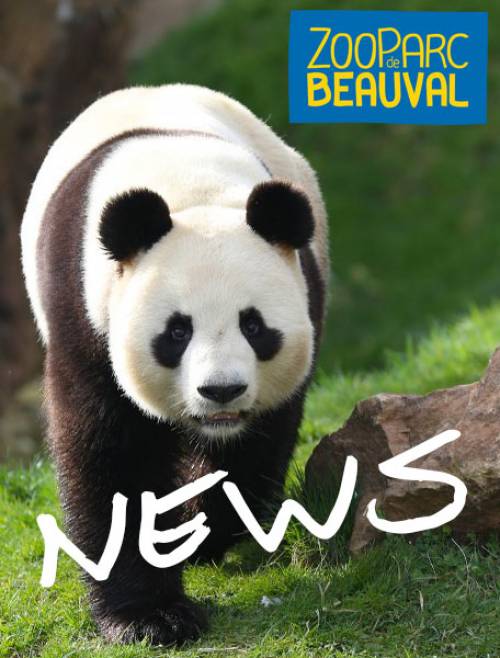 zooparc de beauval news zooparc-de-beauval_news