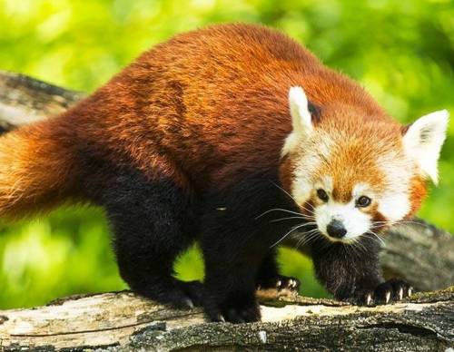 zooparc de beauval panda roux zooparc-de-beauval_panda_roux