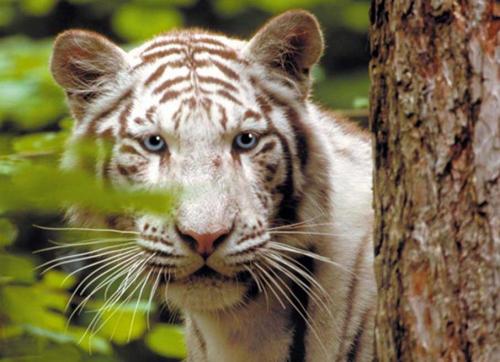 zooparc de beauval tigre zooparc-de-beauval_tigre